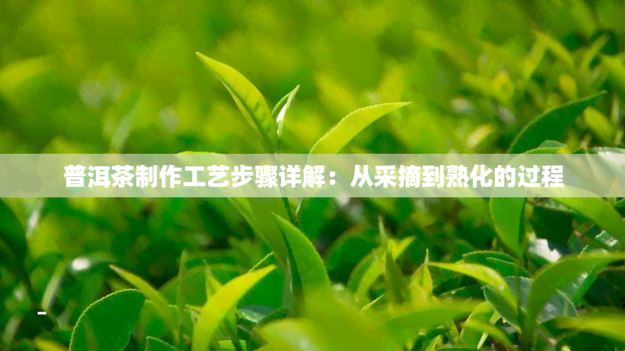 普洱茶制作工艺步骤详解：从采摘到熟化的过程