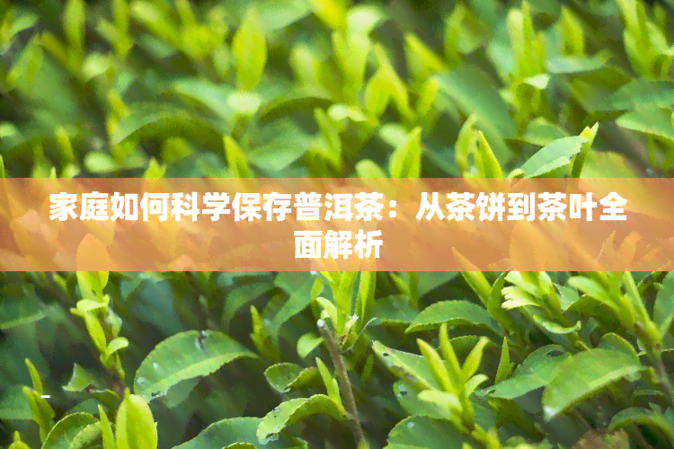 家庭如何科学保存普洱茶：从茶饼到茶叶全面解析