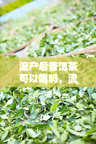 流产后普洱茶可以喝吗，流产后能否饮用普洱茶？专家解读