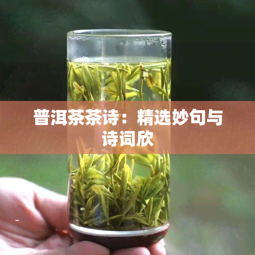 普洱茶茶诗：精选妙句与诗词欣