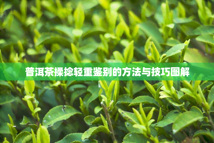 普洱茶揉捻轻重鉴别的方法与技巧图解