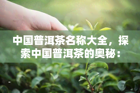 中国普洱茶名称大全，探索中国普洱茶的奥秘：全名大揭秘