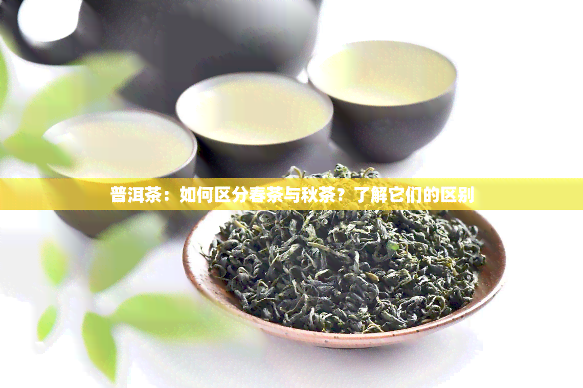 普洱茶：如何区分春茶与秋茶？了解它们的区别