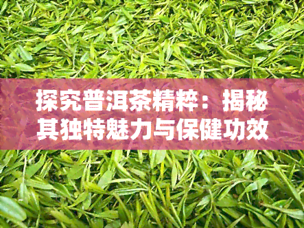 探究普洱茶精粹：揭秘其独特魅力与保健功效