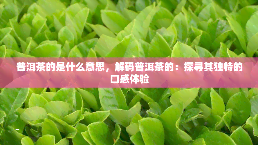 普洱茶的是什么意思，解码普洱茶的：探寻其独特的口感体验