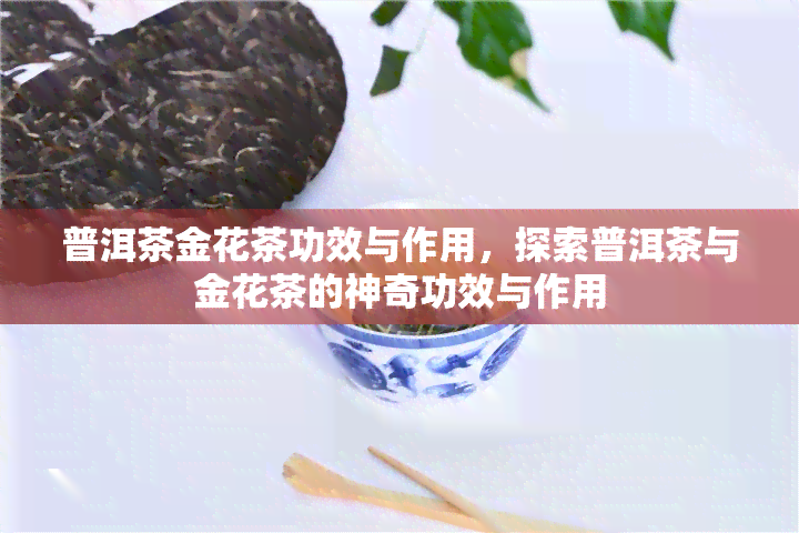 普洱茶金花茶功效与作用，探索普洱茶与金花茶的神奇功效与作用