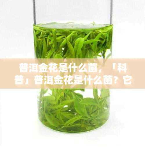 普洱金花是什么菌，「科普」普洱金花是什么菌？它对普洱茶有何影响？