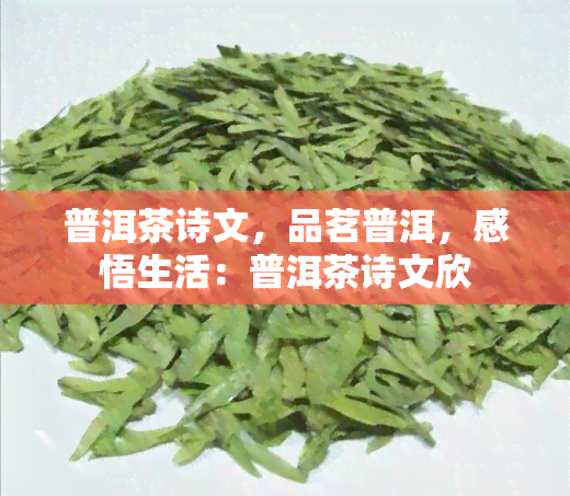 普洱茶诗文，品茗普洱，感悟生活：普洱茶诗文欣