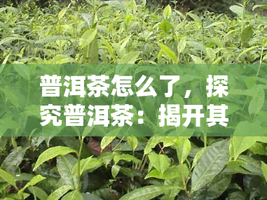 普洱茶怎么了，探究普洱茶：揭开其神秘面纱的背后故事