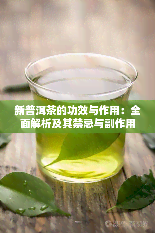 新普洱茶的功效与作用：全面解析及其禁忌与副作用