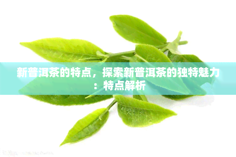 新普洱茶的特点，探索新普洱茶的独特魅力：特点解析