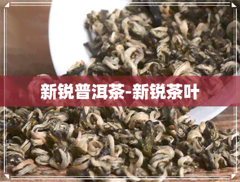 新锐普洱茶-新锐茶叶