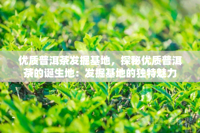 优质普洱茶发掘基地，探秘优质普洱茶的诞生地：发掘基地的独特魅力