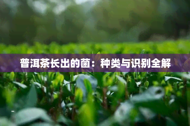 普洱茶长出的菌：种类与识别全解