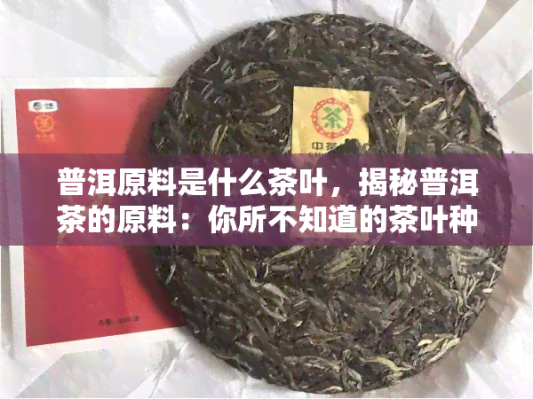 普洱原料是什么茶叶，揭秘普洱茶的原料：你所不知道的茶叶种类