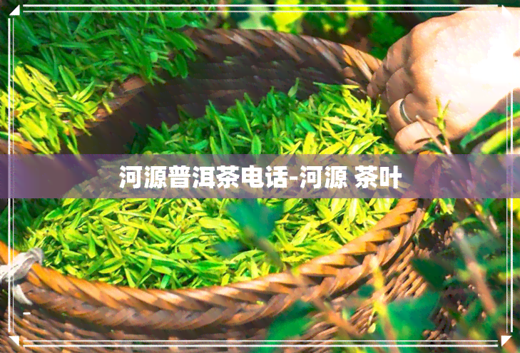 河源普洱茶电话-河源 茶叶