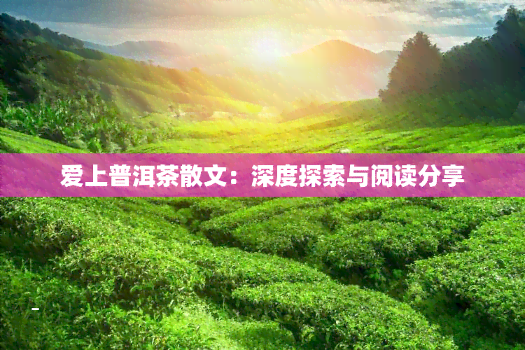 爱上普洱茶散文：深度探索与阅读分享