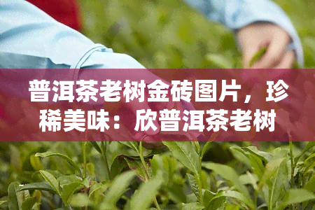 普洱茶老树金砖图片，珍稀美味：欣普洱茶老树金砖的绝美图片