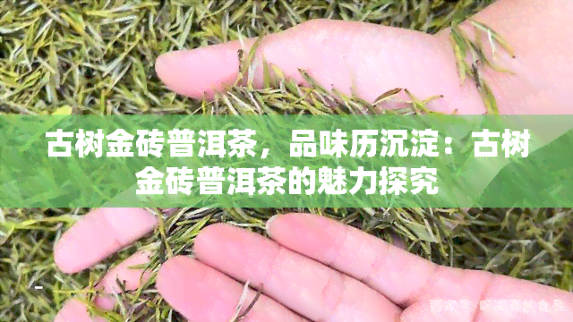 古树金砖普洱茶，品味历沉淀：古树金砖普洱茶的魅力探究