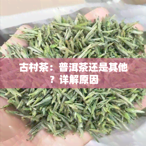 古村茶：普洱茶还是其他？详解原因