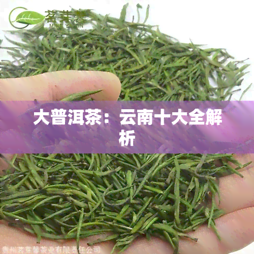 大普洱茶：云南十大全解析