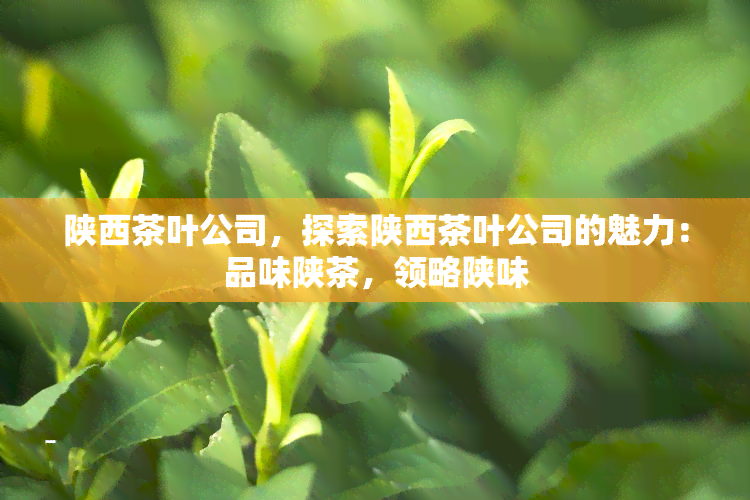 陕西茶叶公司，探索陕西茶叶公司的魅力：品味陕茶，领略陕味