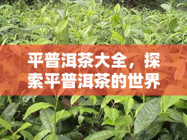 平普洱茶大全，探索平普洱茶的世界：全方位大全解析