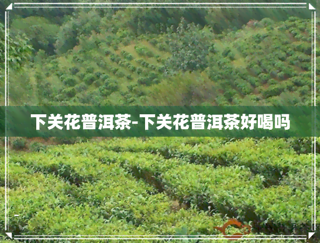 下关花普洱茶-下关花普洱茶好喝吗