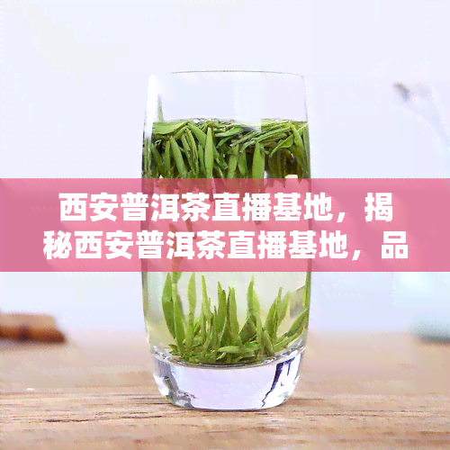 西安普洱茶直播基地，揭秘西安普洱茶直播基地，品味千年古城与茶文化的交融