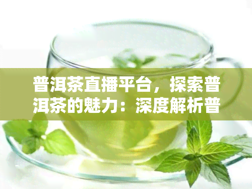 普洱茶直播平台，探索普洱茶的魅力：深度解析普洱茶直播平台