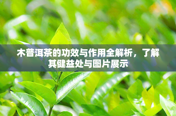 木普洱茶的功效与作用全解析，了解其健益处与图片展示