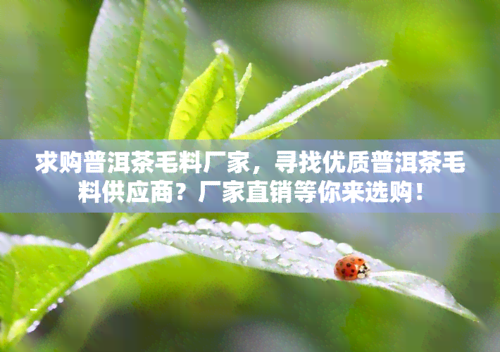 求购普洱茶毛料厂家，寻找优质普洱茶毛料供应商？厂家直销等你来选购！