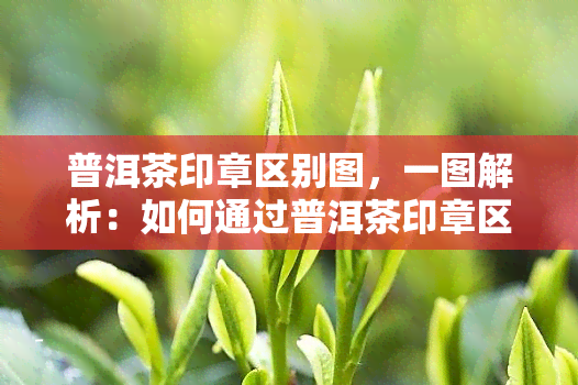 普洱茶印章区别图，一图解析：如何通过普洱茶印章区分真伪？