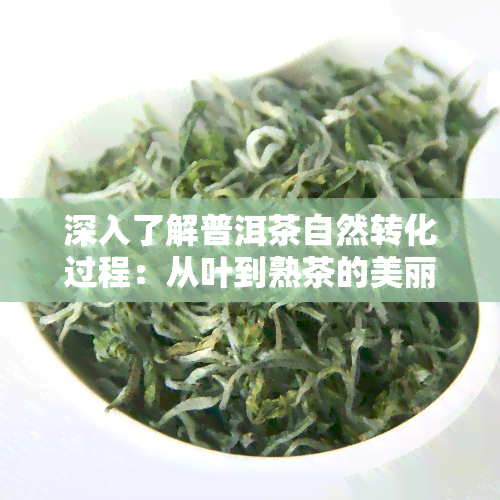 深入了解普洱茶自然转化过程：从叶到熟茶的美丽蜕变