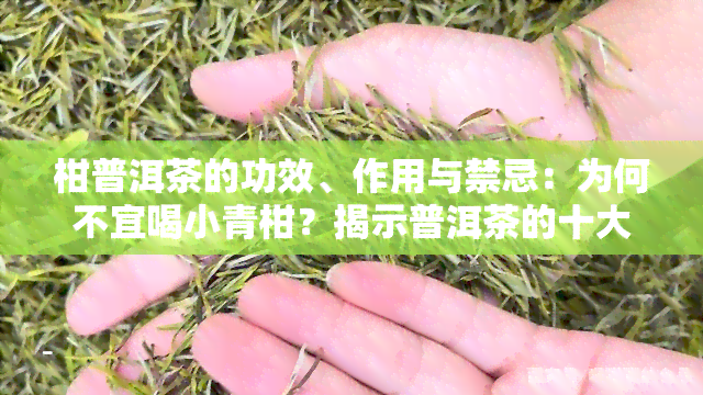 柑普洱茶的功效、作用与禁忌：为何不宜喝小青柑？揭示普洱茶的十大危害