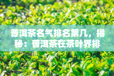 普洱茶名气排名第几，揭秘：普洱茶在茶叶界排名究竟第几？