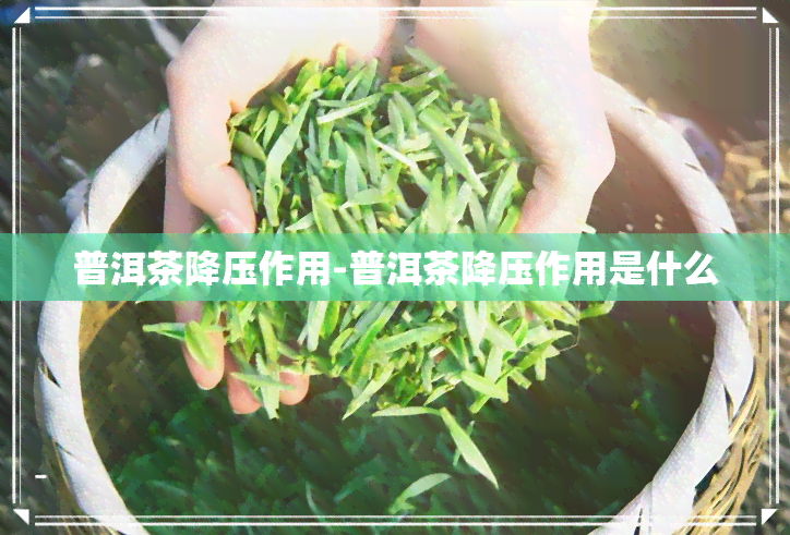 普洱茶降压作用-普洱茶降压作用是什么