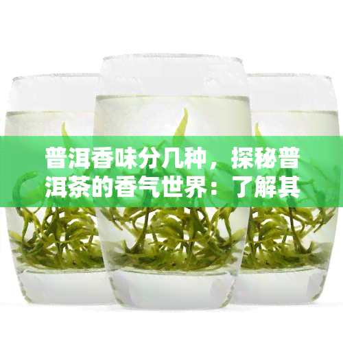 普洱香味分几种，探秘普洱茶的香气世界：了解其种类和特点