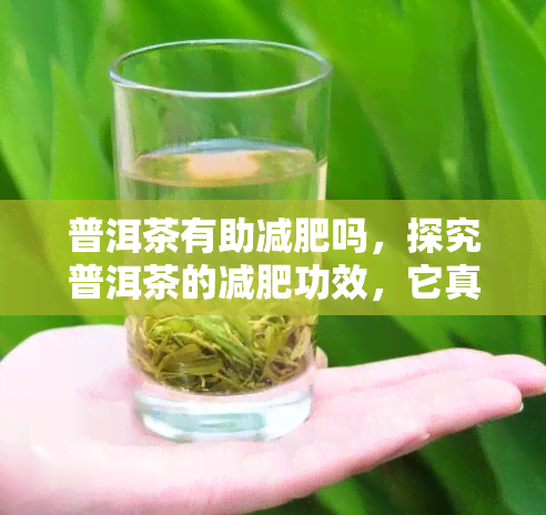 普洱茶有助减肥吗，探究普洱茶的减肥功效，它真的能助你瘦身吗？