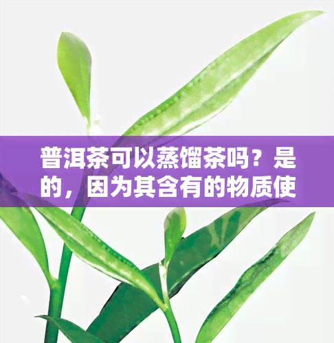 普洱茶可以蒸馏茶吗？是的，因为其含有的物质使其适合蒸馏。