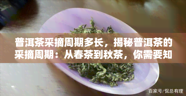 普洱茶采摘周期多长，揭秘普洱茶的采摘周期：从春茶到秋茶，你需要知道的一切