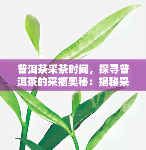 普洱茶采茶时间，探寻普洱茶的采摘奥秘：揭秘采茶时间