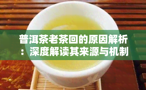 普洱茶老茶回的原因解析：深度解读其来源与机制