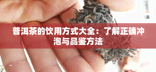 普洱茶的饮用方式大全：了解正确冲泡与品鉴方法