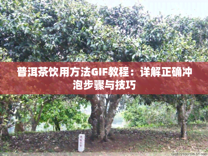 普洱茶饮用方法GIF教程：详解正确冲泡步骤与技巧