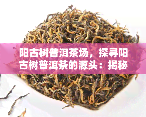 阳古树普洱茶场，探寻阳古树普洱茶的源头：揭秘场