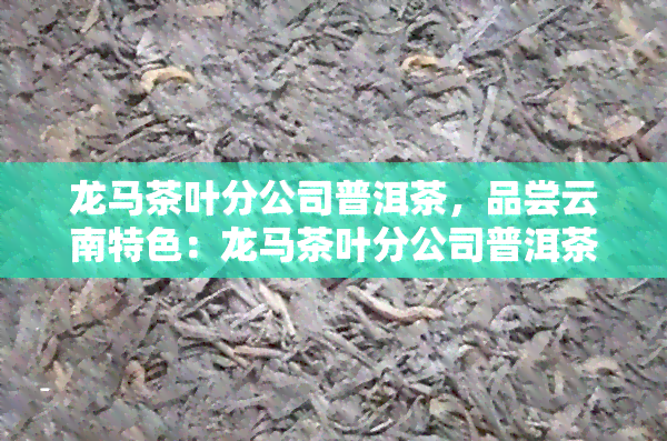 龙马茶叶分公司普洱茶，品尝云南特色：龙马茶叶分公司普洱茶，感受深厚的茶文化底蕴