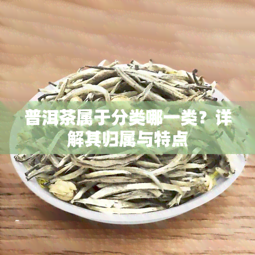 普洱茶属于分类哪一类？详解其归属与特点