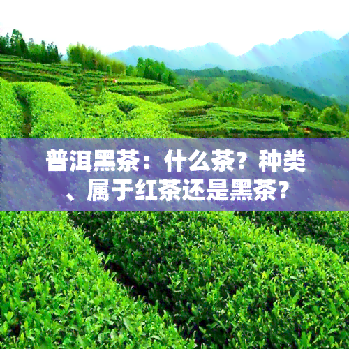 普洱黑茶：什么茶？种类、属于红茶还是黑茶？