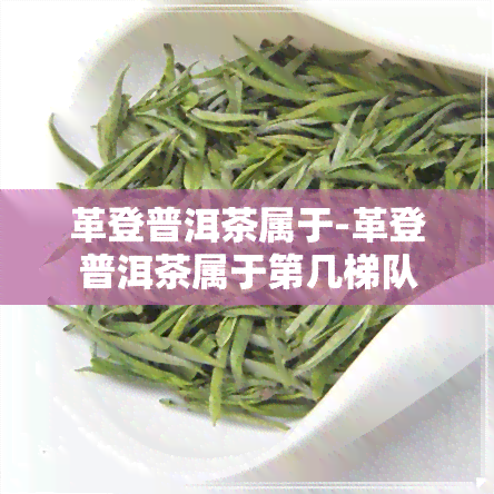 革登普洱茶属于-革登普洱茶属于第几梯队